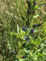 Gentiana spathacea