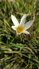 Zephyranthes mesochloa