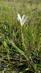 Zephyranthes mesochloa