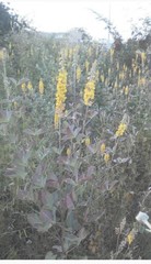 Crotalaria