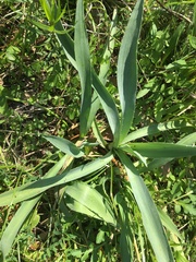 Eryngium yuccifolium