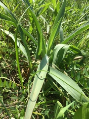 Eryngium yuccifolium