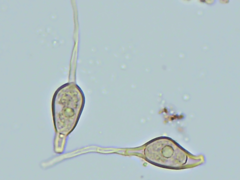 Scytinostroma artocreas