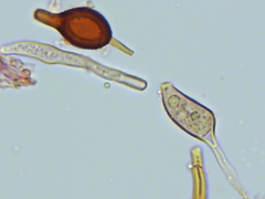 Scytinostroma artocreas