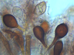 Scytinostroma artocreas