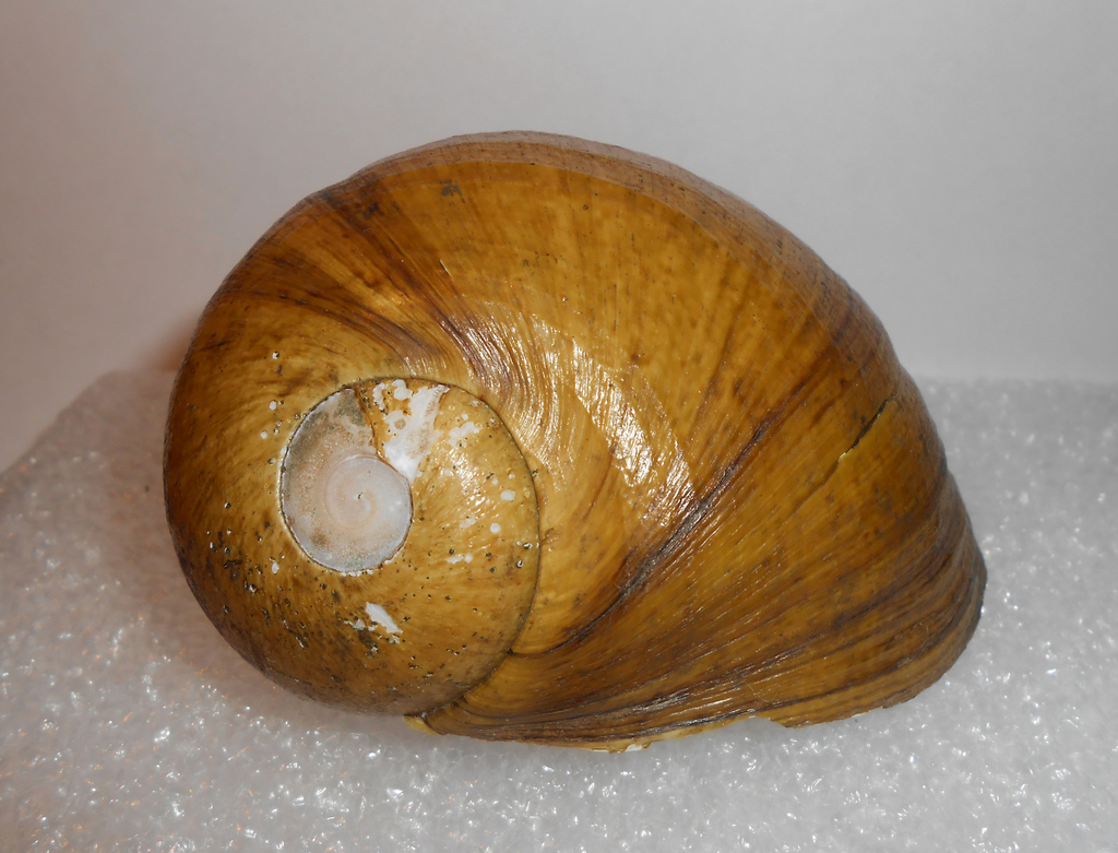 Pomacea megastoma