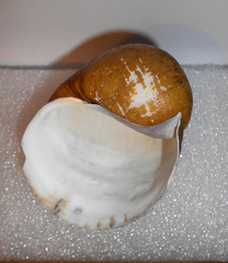 Pomacea megastoma