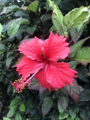 Hibiscus × archeri