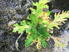 Selaginellaceae