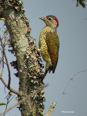 Campethera cailliautii nyansae