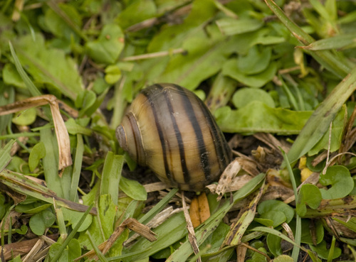 Asolene platae