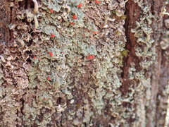 Cladonia incrassata