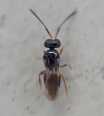 Ceraphronidae