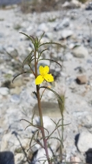 Eulobus californicus