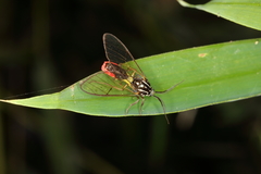 Argyroeides ophion
