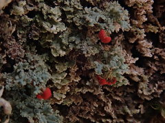 Cladonia incrassata