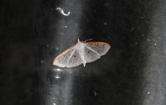 Palpita annulifer