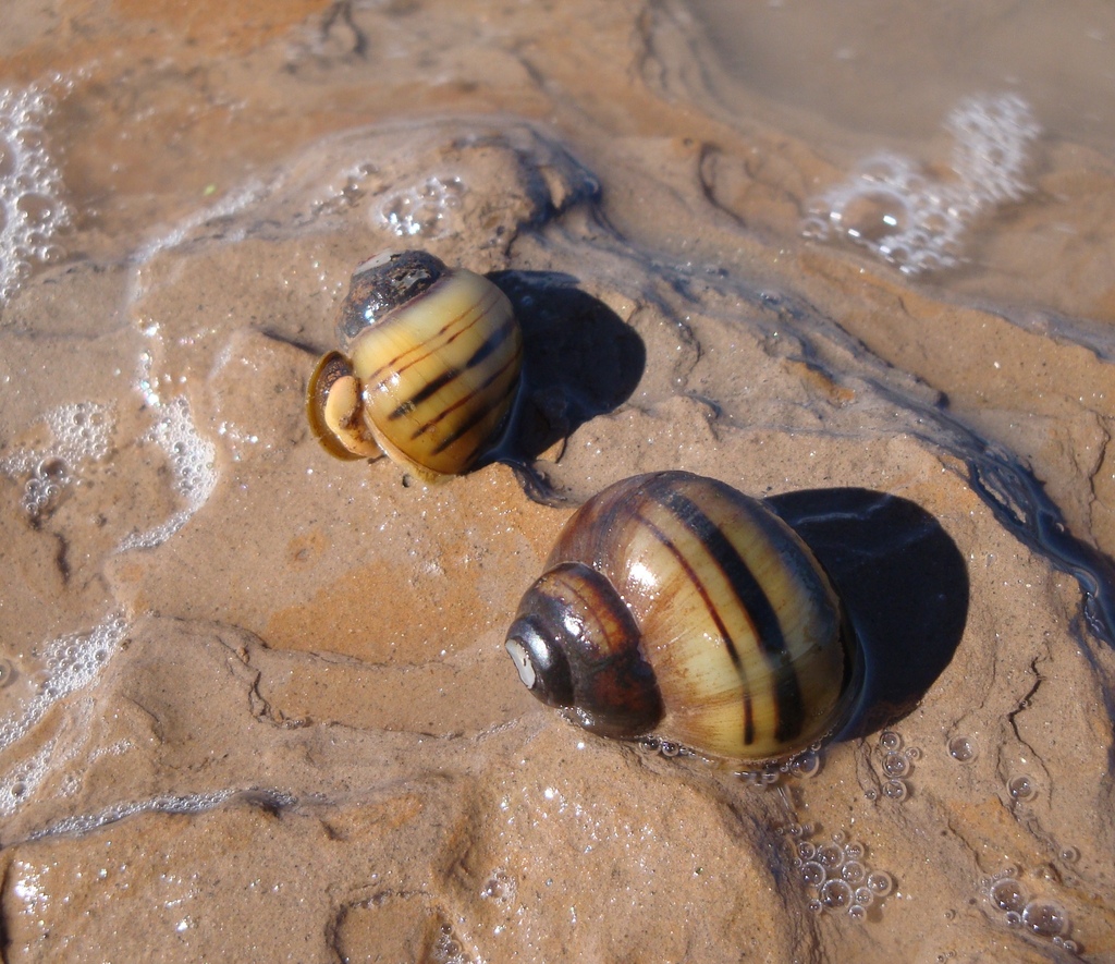 Asolene platae