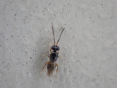 Ceraphronidae