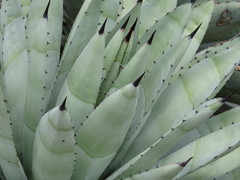 Agave macroacantha