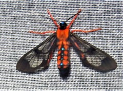 Cosmosoma sectinota