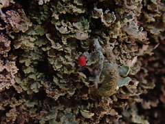 Cladonia incrassata