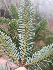 Abies fraseri