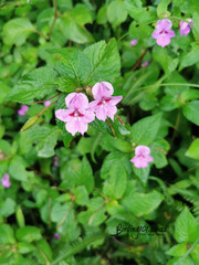 Impatiens sylvicola