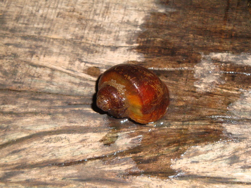 Pomacea scalaris
