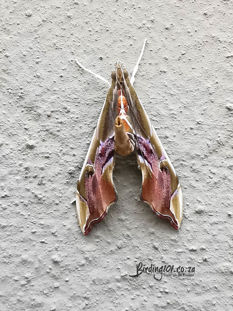 Agathodes (Panambi Guaçu) · iNaturalist