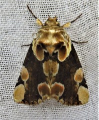 Thyatira mexicana