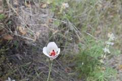 Calochortus simulans
