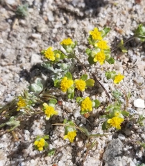 Eriophyllum multicaule