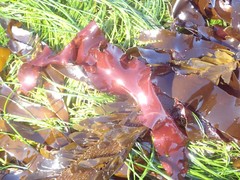 Grateloupia californica