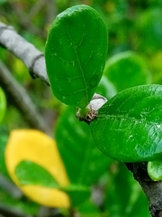 Psyllobora bicongregata