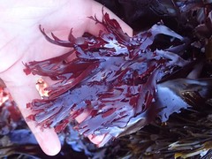 Callophyllis violacea