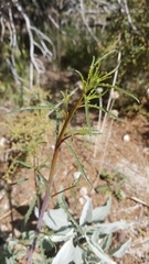 Eulobus californicus