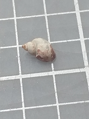 Tricolia speciosa