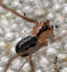 Psilochorus apicalis