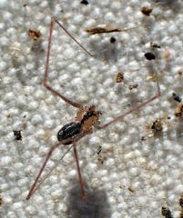 Psilochorus apicalis