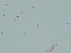 Gibellula leiopus