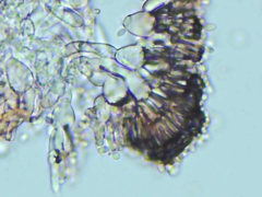 Gibellula leiopus