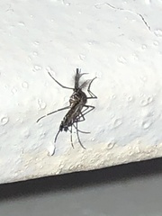 Aedes aegypti