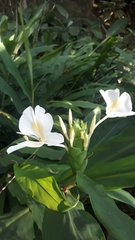 Hedychium coronarium