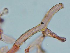 Rhizoctonia