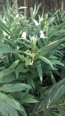 Hedychium coronarium