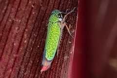 Versigonalia vermiculata