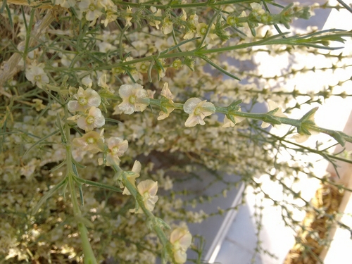 Soda oppositifolia, photograph 4