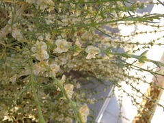 Salsola oppositifolia