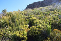 Aspalathus ericifolia ericifolia
